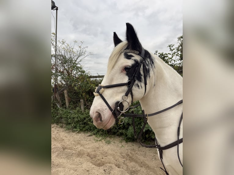 Cob Ruin 10 Jaar 144 cm Appaloosa in Wilmington