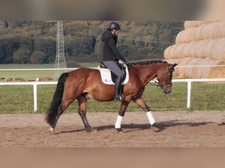 Cob Ruin 10 Jaar 150 cm Bruin in Gutow