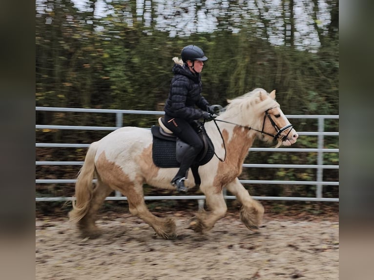 Cob Ruin 11 Jaar 144 cm Gevlekt-paard in Bad Camberg