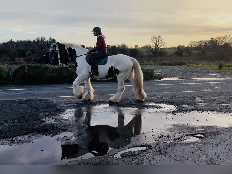 Cob Ruin 11 Jaar 163 cm Appaloosa in Sligo