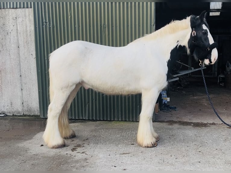 Cob Ruin 11 Jaar 163 cm Appaloosa in Sligo