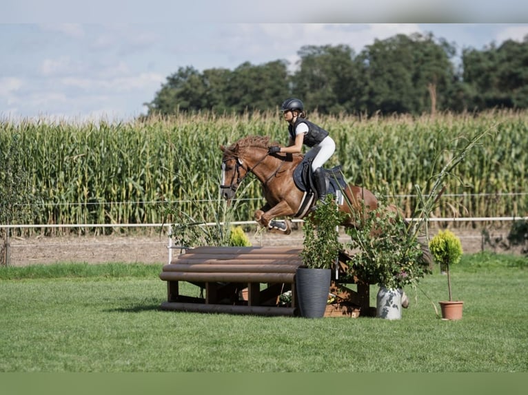 Cob Mix Ruin 12 Jaar 144 cm Vos in Bismark (Altmark)