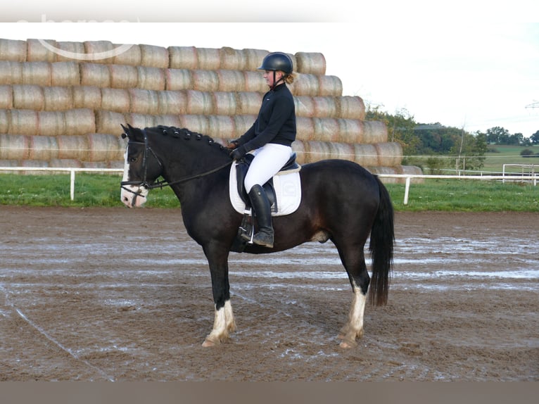 Cob Ruin 14 Jaar 155 cm Zwart in Ganschow