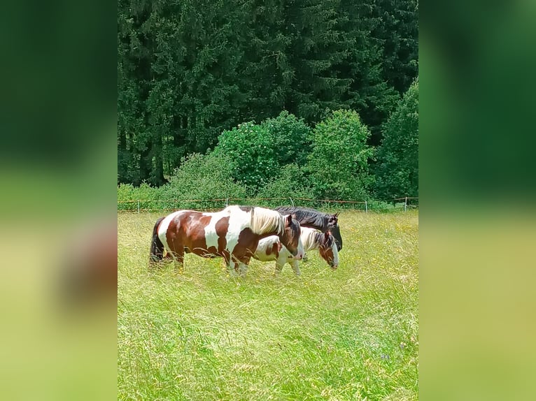 Cob Ruin 14 Jaar 165 cm Tobiano-alle-kleuren in Rainbach