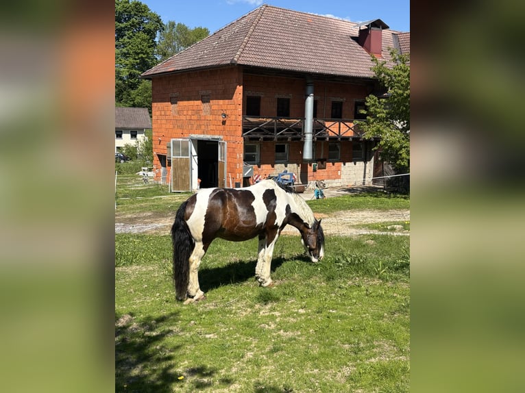 Cob Ruin 14 Jaar 168 cm Tobiano-alle-kleuren in Rainbach