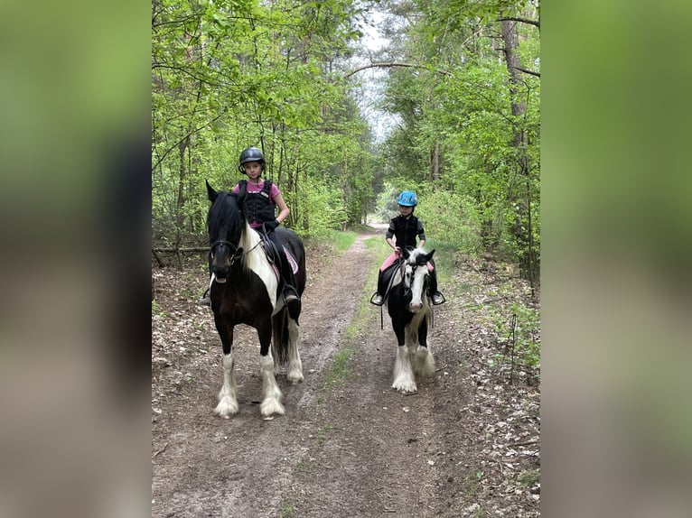 Cob Ruin 16 Jaar 160 cm Gevlekt-paard in Tarnowa