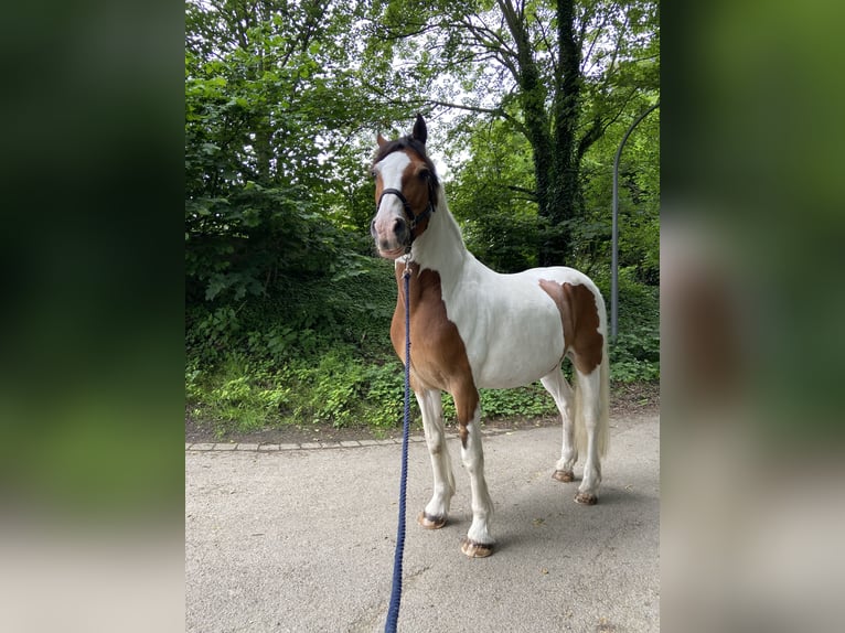 Cob Mix Ruin 16 Jaar 165 cm Gevlekt-paard in Marl