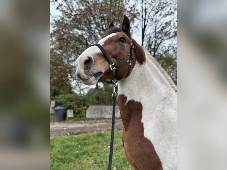 Cob Mix Ruin 16 Jaar 165 cm Gevlekt-paard in Marl