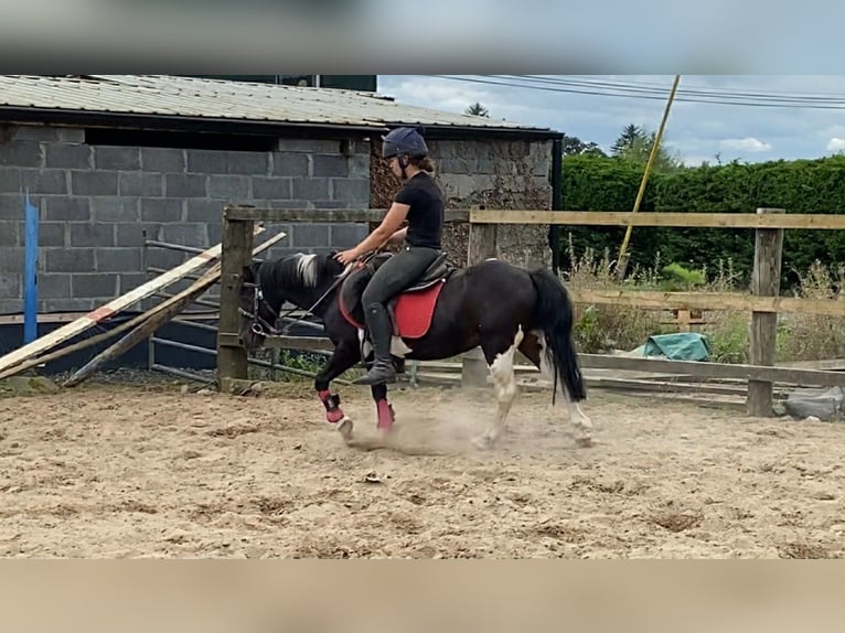 Cob Ruin 17 Jaar 120 cm Gevlekt-paard in Sligo