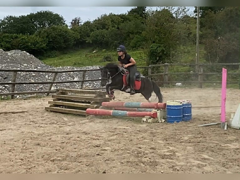 Cob Ruin 17 Jaar 120 cm Gevlekt-paard in Sligo
