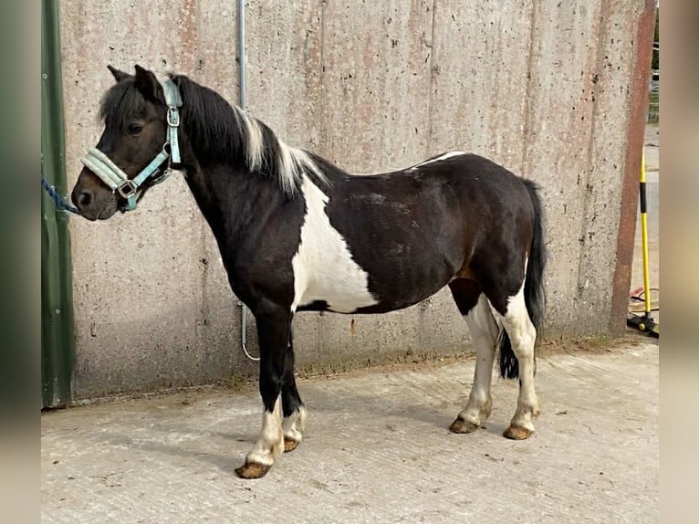 Cob Ruin 17 Jaar 120 cm Gevlekt-paard in Sligo