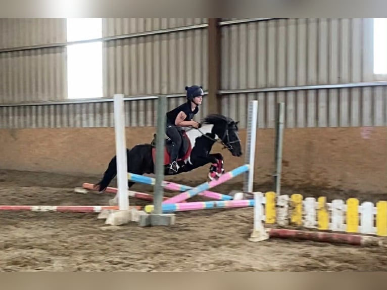 Cob Ruin 17 Jaar 120 cm Gevlekt-paard in Sligo