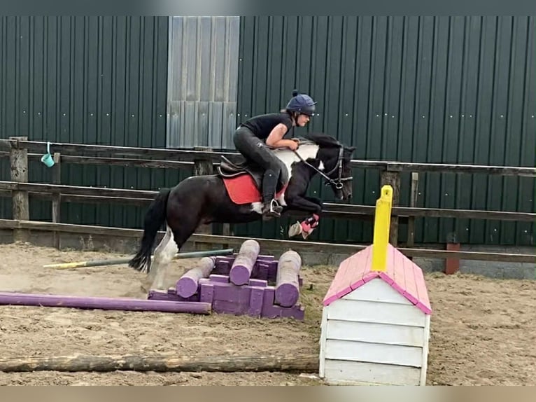 Cob Ruin 17 Jaar 120 cm Gevlekt-paard in Sligo
