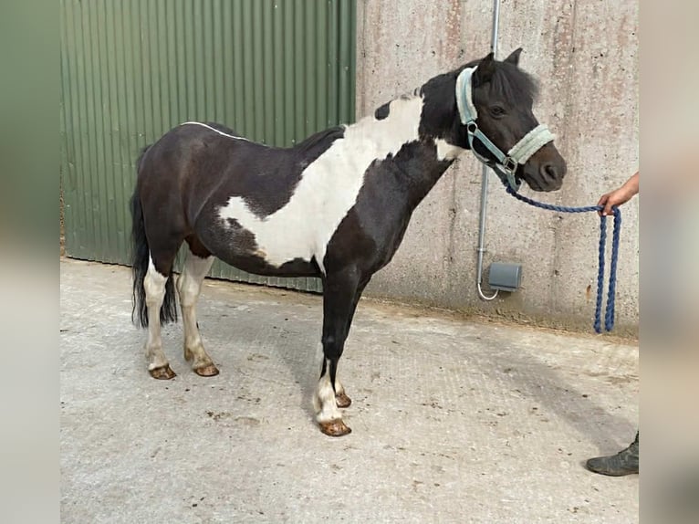 Cob Ruin 17 Jaar 120 cm Gevlekt-paard in Sligo