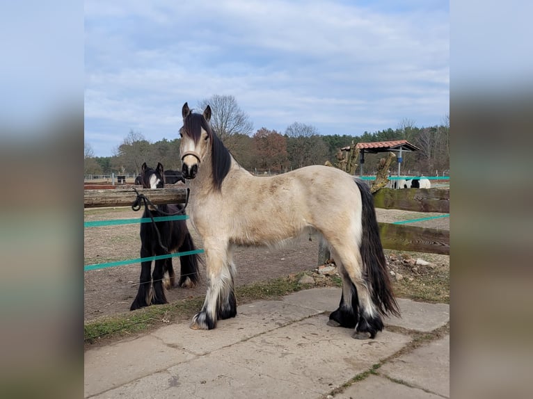 Cob Ruin 3 Jaar 148 cm Buckskin in Lychen