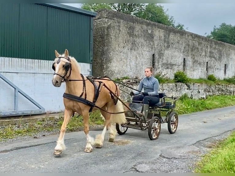 Cob Ruin 4 Jaar 133 cm Palomino in Sligo