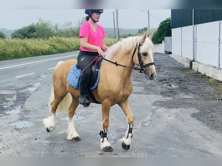 Cob Ruin 4 Jaar 133 cm Palomino in Sligo