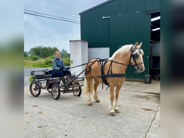 Cob Ruin 4 Jaar 133 cm Palomino in Sligo
