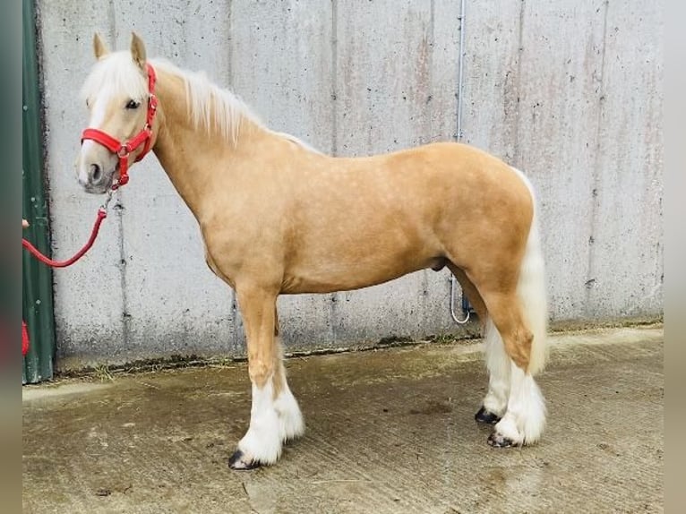 Cob Ruin 4 Jaar 133 cm Palomino in Sligo