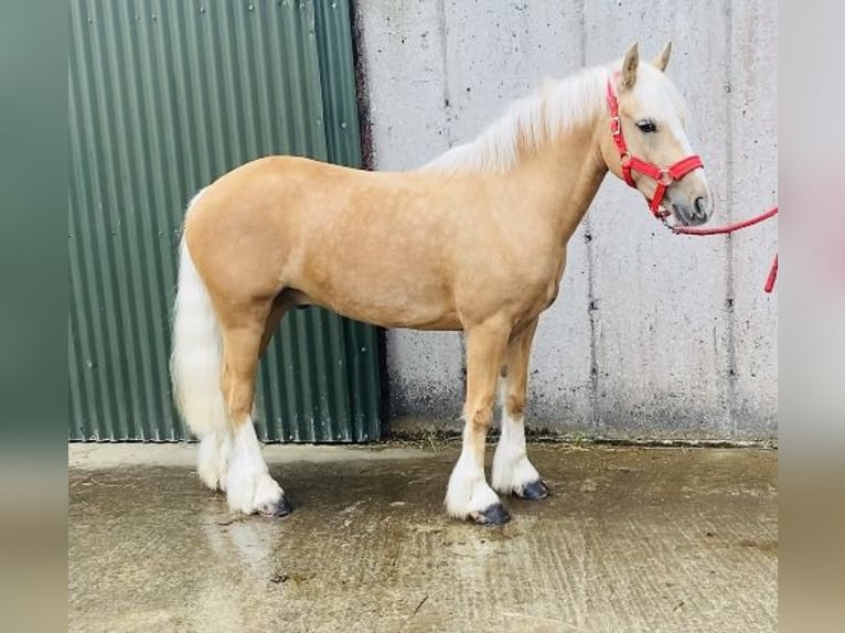 Cob Ruin 4 Jaar 133 cm Palomino in Sligo