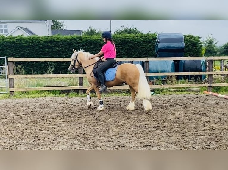 Cob Ruin 4 Jaar 133 cm Palomino in Sligo