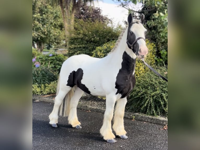 Cob Ruin 4 Jaar 135 cm Gevlekt-paard in Down