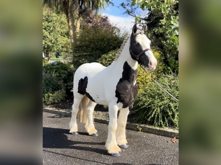 Cob Ruin 4 Jaar 135 cm Gevlekt-paard in Down