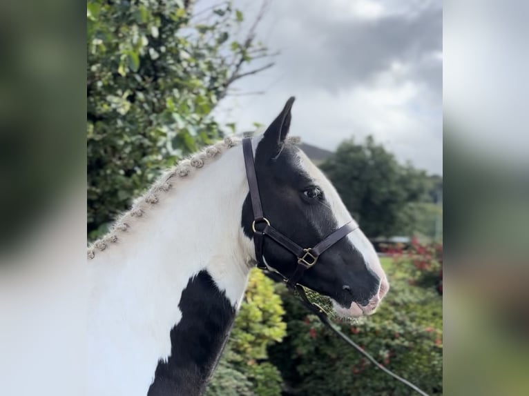 Cob Ruin 4 Jaar 135 cm Gevlekt-paard in Down