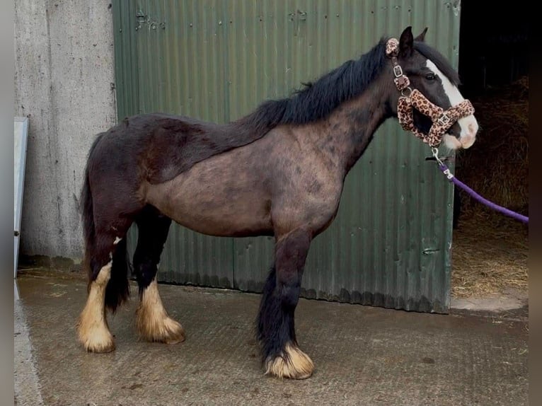 Cob Ruin 4 Jaar 136 cm Zwart in Sligo