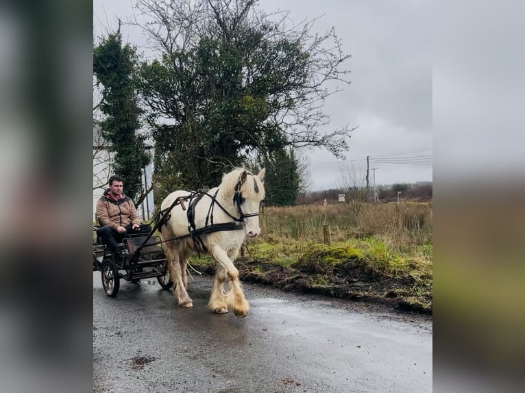 Cob Ruin 4 Jaar 138 cm Appaloosa in Sligo