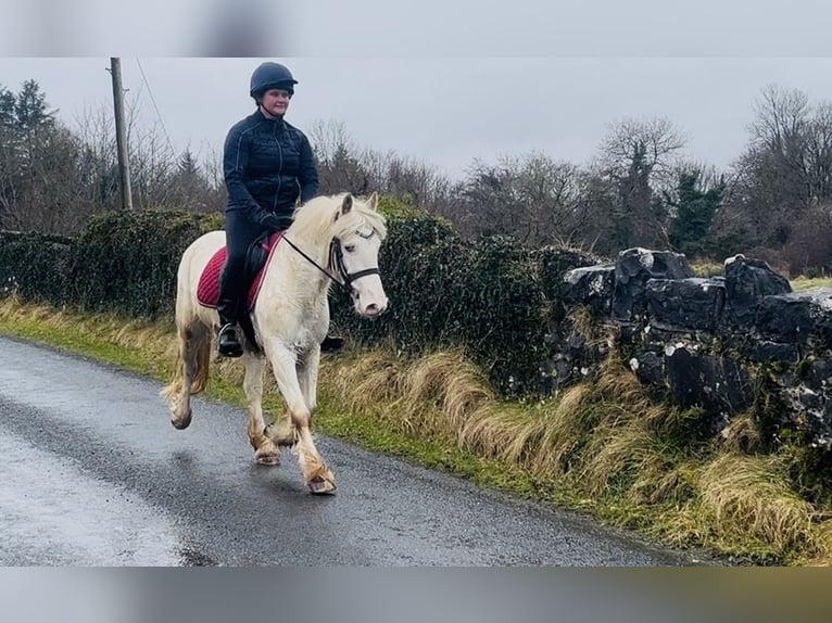 Cob Ruin 4 Jaar 138 cm Appaloosa in Sligo