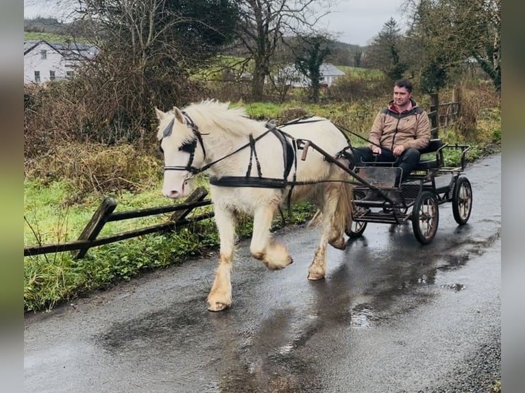 Cob Ruin 4 Jaar 138 cm Appaloosa in Sligo