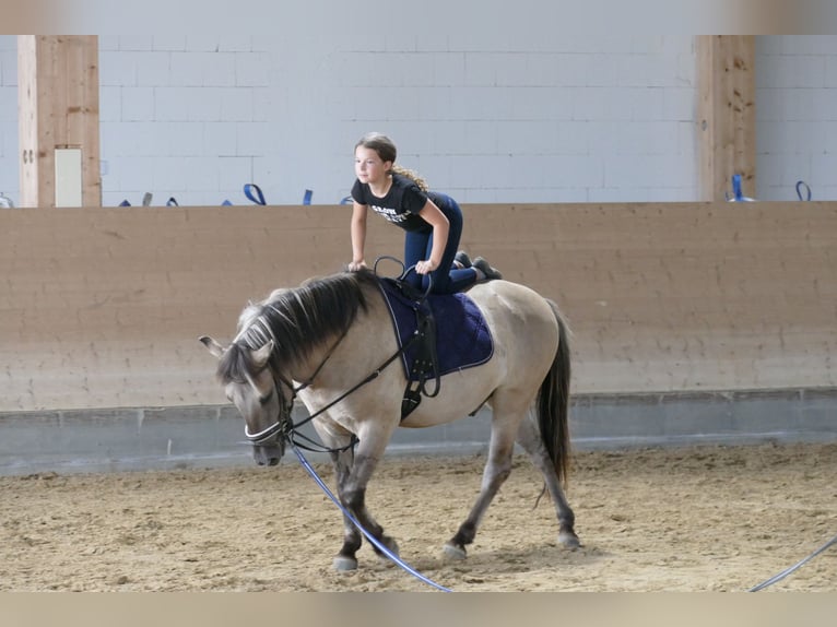 Cob Ruin 4 Jaar 140 cm Falbe in Ganschow