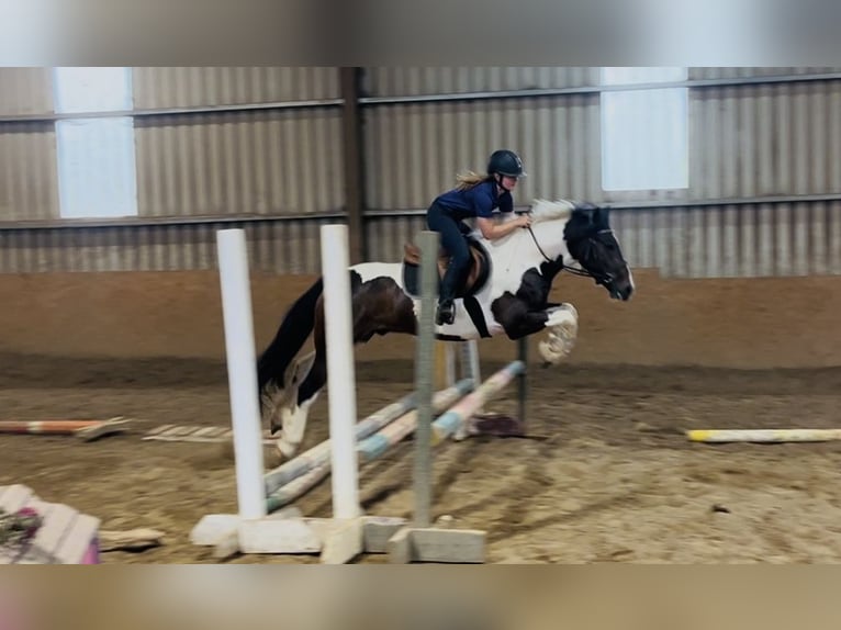 Cob Ruin 4 Jaar 147 cm Gevlekt-paard in Sligo
