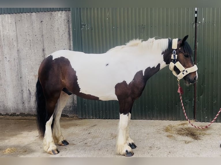 Cob Ruin 4 Jaar 147 cm Gevlekt-paard in Sligo