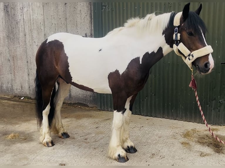 Cob Ruin 4 Jaar 147 cm Gevlekt-paard in Sligo