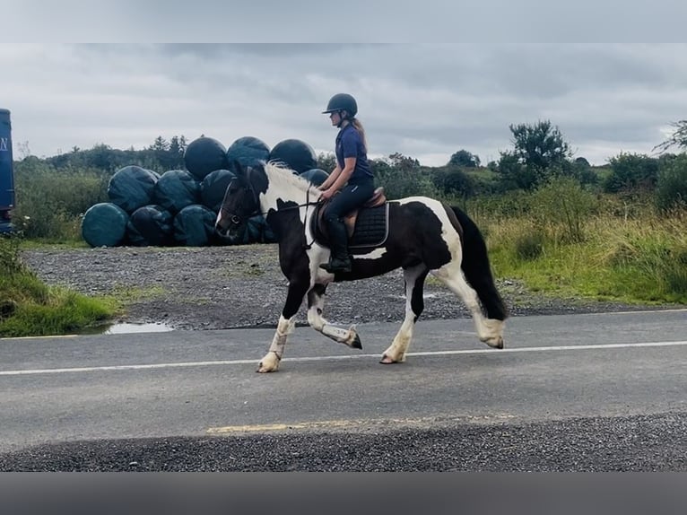 Cob Ruin 4 Jaar 147 cm Gevlekt-paard in Sligo