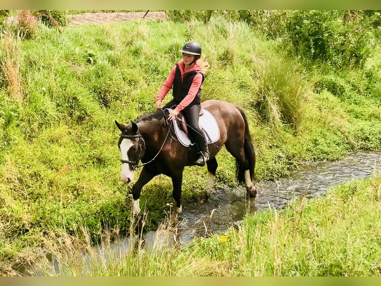Cob Ruin 4 Jaar 148 cm Bruin in Mountrath