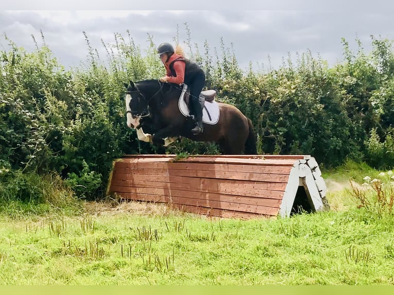 Cob Ruin 4 Jaar 148 cm Bruin in Mountrath