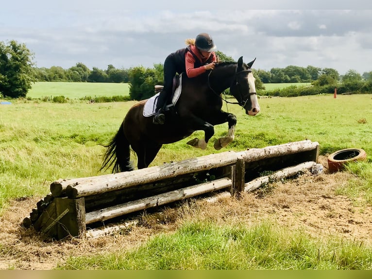 Cob Ruin 4 Jaar 148 cm Bruin in Mountrath