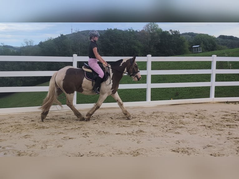 Cob Ruin 4 Jaar 150 cm Gevlekt-paard in Morsbach