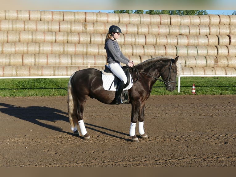 Cob Ruin 4 Jaar 152 cm Donkere-vos in Ganschow