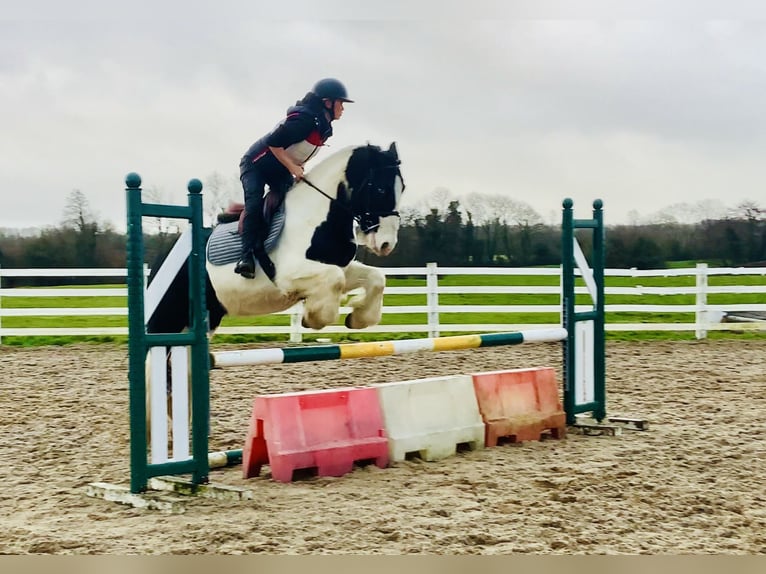 Cob Ruin 4 Jaar 152 cm Gevlekt-paard in Mountrath