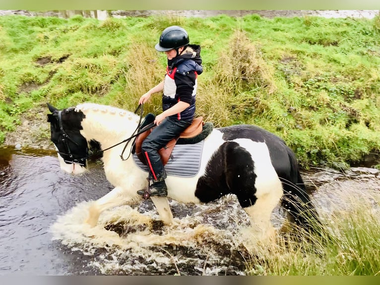 Cob Ruin 4 Jaar 152 cm Gevlekt-paard in Mountrath