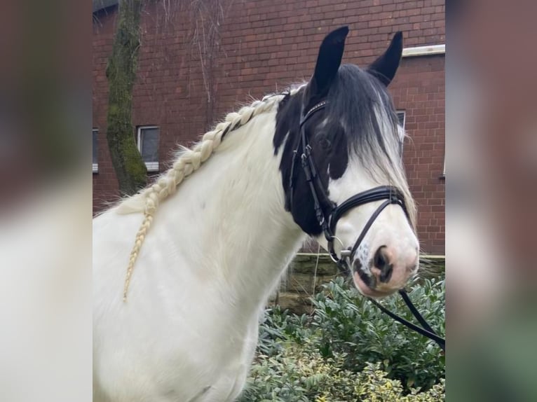 Cob Ruin 4 Jaar 153 cm Gevlekt-paard in Hopsten