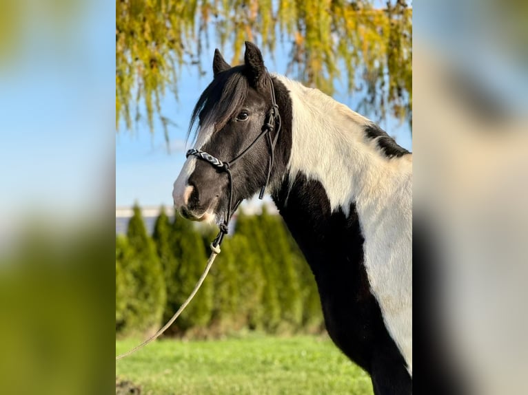 Cob Ruin 4 Jaar 153 cm Gevlekt-paard in Achstetten
