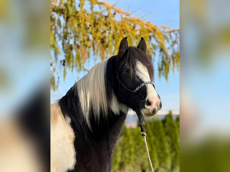 Cob Ruin 4 Jaar 153 cm Gevlekt-paard in Achstetten