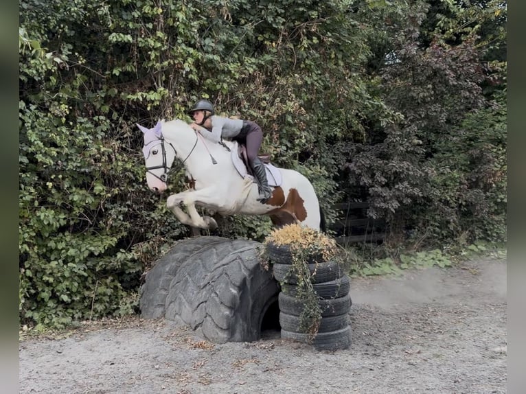 Cob Ruin 4 Jaar 153 cm Tobiano-alle-kleuren in Mountrath, Co. Laois