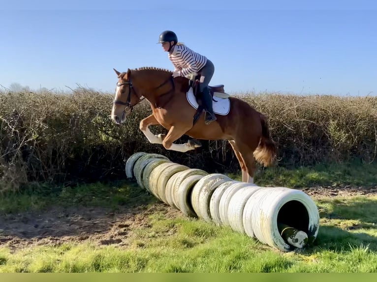 Cob Mix Ruin 4 Jaar 154 cm Donkere-vos in Laois