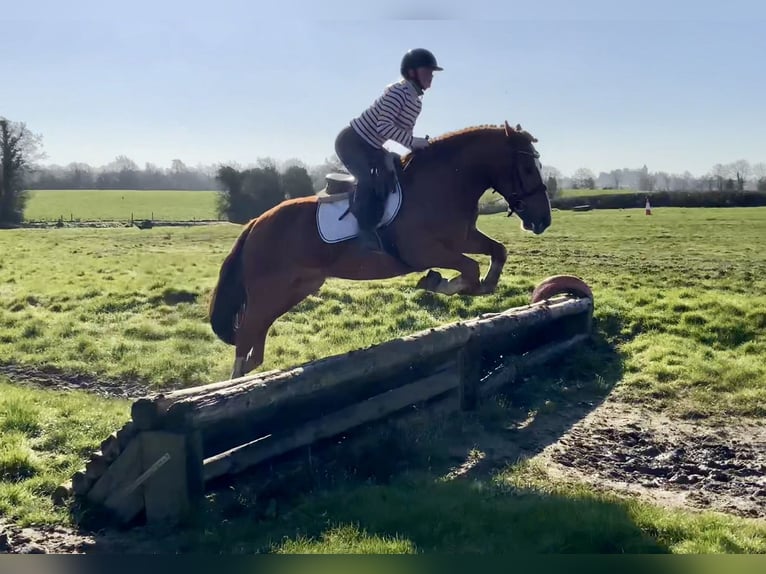 Cob Mix Ruin 4 Jaar 154 cm Donkere-vos in Laois